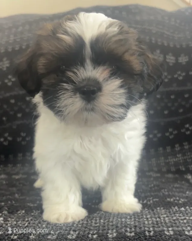 Louie – Shih Tzu puppy for sale in Wabash, IN
