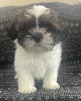 Louie, a male Shih Tzu for sale in Wabash, IN – 1 of 2