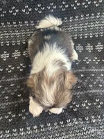Lucky, a male Shih Tzu for sale in Wabash, IN – 2 of 2