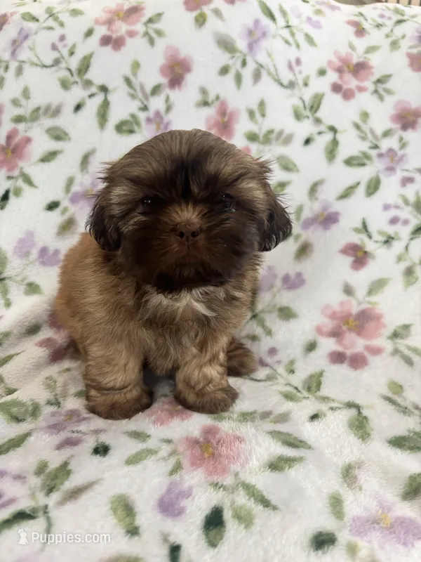 Lucy  – Shih Tzu puppy for sale in Wabash, IN