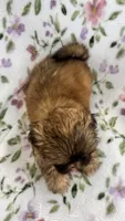 Lucy , a female Shih Tzu for sale in Wabash, IN – 2 of 2