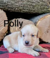 Polly, a female Labrador Retriever for sale in New Oxford, PA – Photo 2 of 4