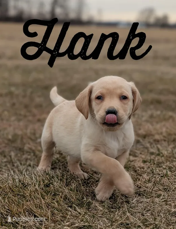 Hank