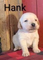 Hank, a male Labrador Retriever for sale in New Oxford, PA – Photo 2 of 4