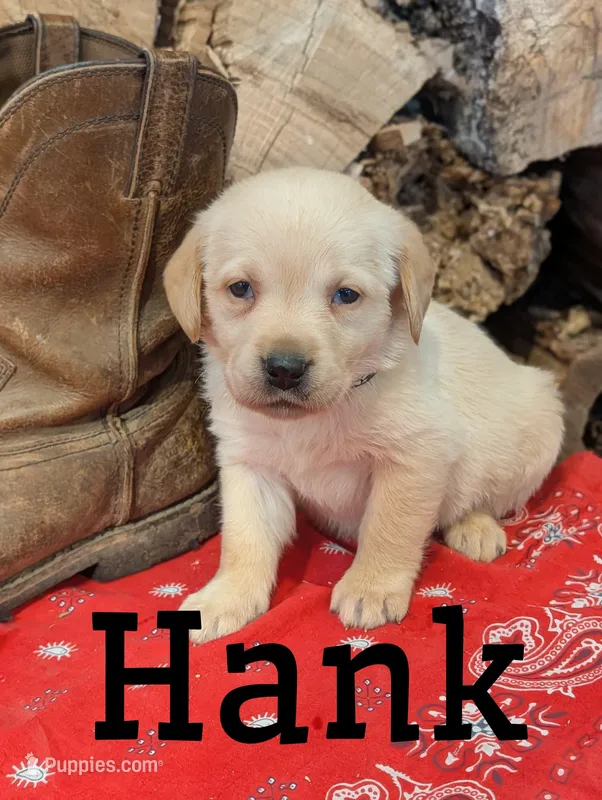 Hank