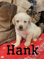 Hank, a male Labrador Retriever for sale in New Oxford, PA – Photo 1 of 4