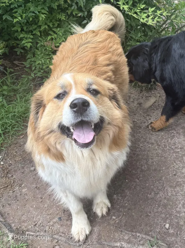 Toffee , a female Bernese Mountain Dog and Great Pyrenees for sale in Charleston, SC – Photo 1 of 5