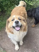 Toffee , a female Bernese Mountain Dog and Great Pyrenees for sale in Charleston, SC – Photo 1 of 5