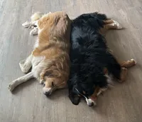 Toffee , a female Bernese Mountain Dog and Great Pyrenees for sale in Charleston, SC – Photo 5 of 5