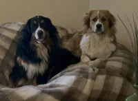 Toffee , a female Bernese Mountain Dog and Great Pyrenees for sale in Charleston, SC – Photo 2 of 5