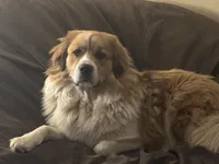 Toffee , a female Bernese Mountain Dog and Great Pyrenees for sale in Charleston, SC – Photo 3 of 5
