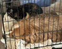 Toffee , a female Bernese Mountain Dog and Great Pyrenees for sale in Charleston, SC – Photo 4 of 5