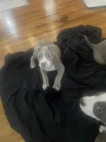 Minnie , a female American Bully for sale in Linden, NJ – Photo 2 of 5