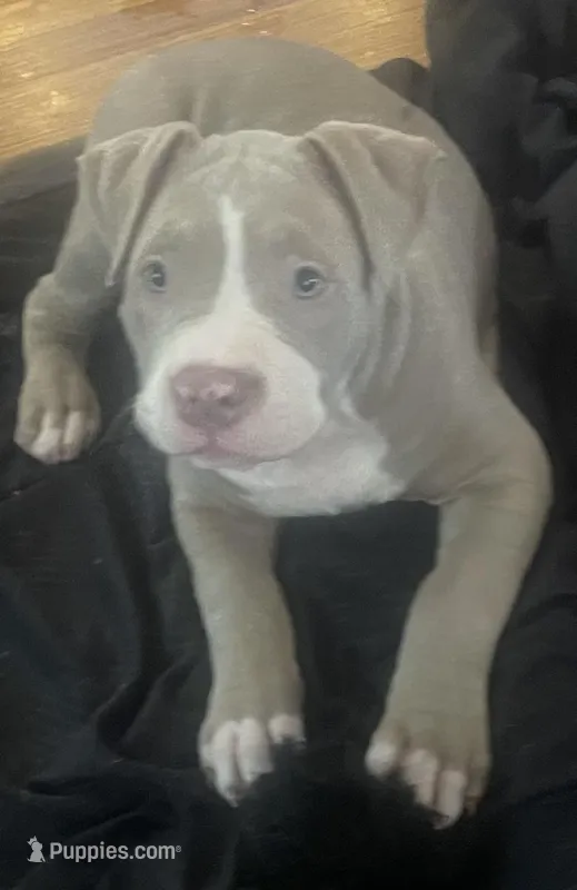 Minnie  – American Bully puppy for sale in Linden, NJ