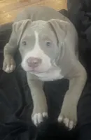 Minnie , a female American Bully for sale in Linden, NJ – Photo 1 of 5