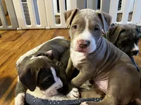 Minnie , a female American Bully for sale in Linden, NJ – Photo 3 of 5