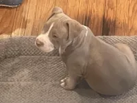 Minnie , a female American Bully for sale in Linden, NJ – Photo 4 of 5