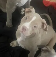 Tootsie, a female American Bully for sale in Linden, NJ – Photo 3 of 3