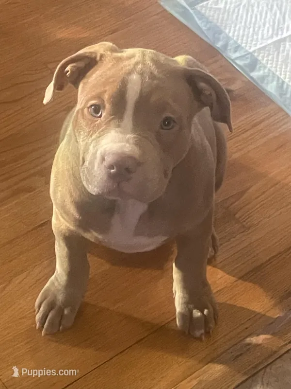 Tootsie – American Bully puppy for sale in Linden, NJ