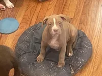 Tootsie, a female American Bully for sale in Linden, NJ – Photo 2 of 3