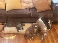 Napoleon , a male American Bully for sale in Linden, NJ – Photo 4 of 5