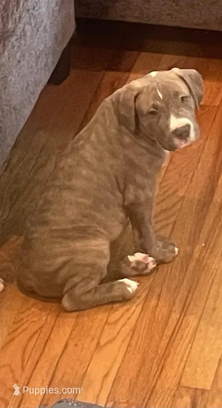Napoleon  – American Bully puppy for sale in Linden, NJ