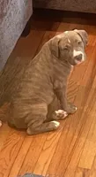 Napoleon , a male American Bully for sale in Linden, NJ – Photo 1 of 5