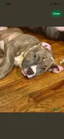 Napoleon , a male American Bully for sale in Linden, NJ – Photo 2 of 5