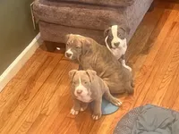 Napoleon , a male American Bully for sale in Linden, NJ – Photo 5 of 5