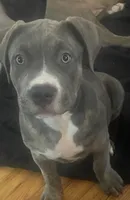 Spade , a male American Bully for sale in Linden, NJ – Photo 3 of 6