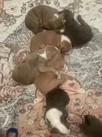 Spade , a male American Bully for sale in Linden, NJ – Photo 6 of 6