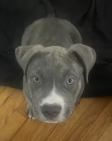 Spade , a male American Bully for sale in Linden, NJ – Photo 4 of 6