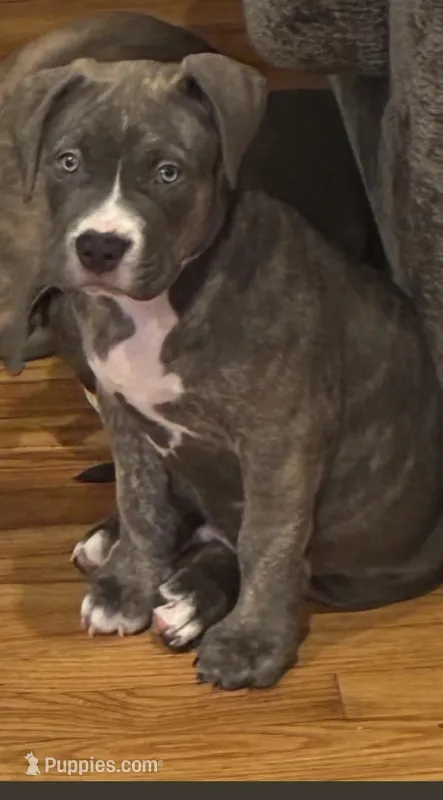 Spade  – American Bully puppy for sale in Linden, NJ