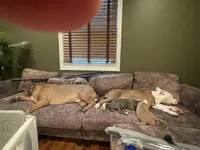 Spade , a male American Bully for sale in Linden, NJ – Photo 5 of 6