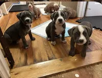 Spade , a male American Bully for sale in Linden, NJ – Photo 2 of 6