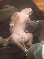 Wrinkd, a male American Bully for sale in Linden, NJ – Photo 3 of 7