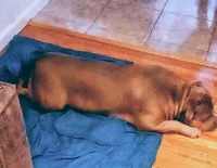 Wrinkd, a male American Bully for sale in Linden, NJ – Photo 5 of 7