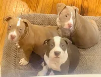 Wrinkd, a male American Bully for sale in Linden, NJ – Photo 4 of 7