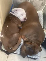 Wrinkd, a male American Bully for sale in Linden, NJ – Photo 7 of 7