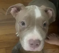 Wrinkd, a male American Bully for sale in Linden, NJ – Photo 2 of 7