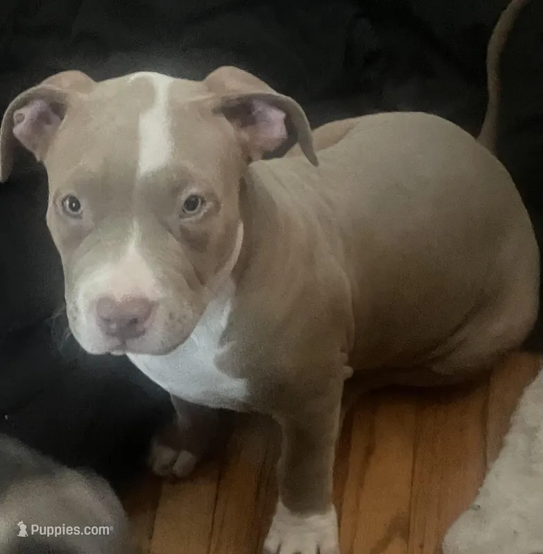 Wrinkd – American Bully puppy for sale in Linden, NJ