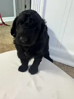 Lucy , a female Goldendoodle and Poodle - Standard  for sale in Lyons, GA – Photo 5 of 6