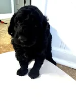 Lucy , a female Goldendoodle and Poodle - Standard  for sale in Lyons, GA – Photo 4 of 6