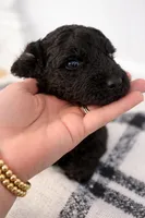 Lucy , a female Goldendoodle and Poodle - Standard  for sale in Lyons, GA – Photo 2 of 6