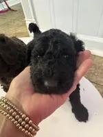 Lucy , a female Goldendoodle and Poodle - Standard  for sale in Lyons, GA – Photo 6 of 6