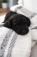 Lucy , a female Goldendoodle and Poodle - Standard  for sale in Lyons, GA – Photo 1 of 6