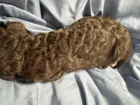 Curly Sue, a female Goldendoodle and Poodle - Standard  for sale in Lyons, GA – Photo 5 of 7