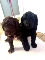 Curly Sue, a female Goldendoodle and Poodle - Standard  for sale in Lyons, GA – Photo 2 of 7