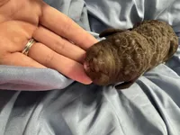 Curly Sue, a female Goldendoodle and Poodle - Standard  for sale in Lyons, GA – Photo 3 of 7