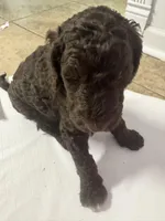 Curly Sue, a female Goldendoodle and Poodle - Standard  for sale in Lyons, GA – Photo 4 of 7